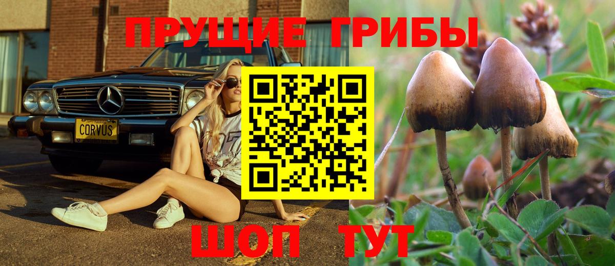 Галлюциногенные грибы Psilocybe Новокубанск